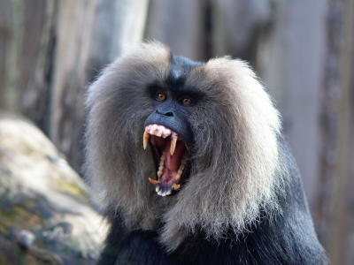 Macaque à queue de lion - De Zonnegloed - Refuge pour animaux